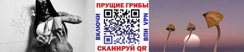 где купить наркотик  Якутск  Галлюциногенные грибы GOLDEN TEACHER 